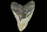 Fossil Megalodon Tooth - North Carolina #109735-1